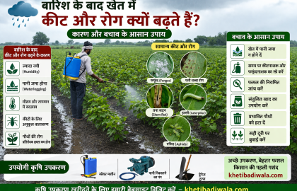 बारिश के बाद खेत में कीट और रोग क्यों बढ़ते हैं? बचाव के उपाय