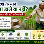 बारिश के बाद यूरिया डालें या नहीं? सही समय और सही तरीका जानें