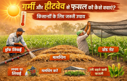 गर्मी और हीटवेव से फसल को कैसे बचाएं? किसानों के लिए जरूरी उपाय