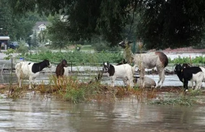Goat Care in Flood