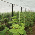 गर्मियों में लौकी व खीरे की खेती से कमाएं ज्यादा मुनाफा | सही समय, बेहतरीन किस्में और बेस्ट तकनीक