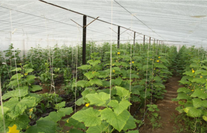 गर्मियों में लौकी व खीरे की खेती से कमाएं ज्यादा मुनाफा | सही समय, बेहतरीन किस्में और बेस्ट तकनीक